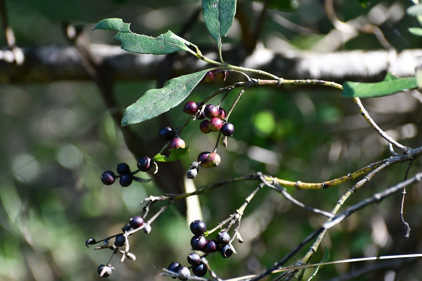 Garrya laurifolia